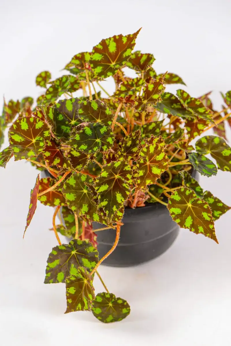 Begonia 'Tiger Paws'