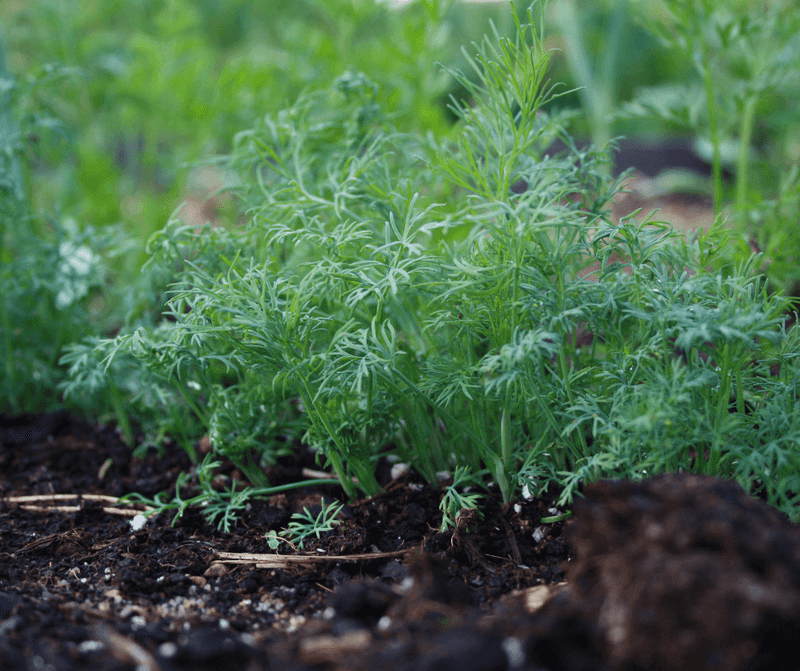 Dill (Anethum graveolens)