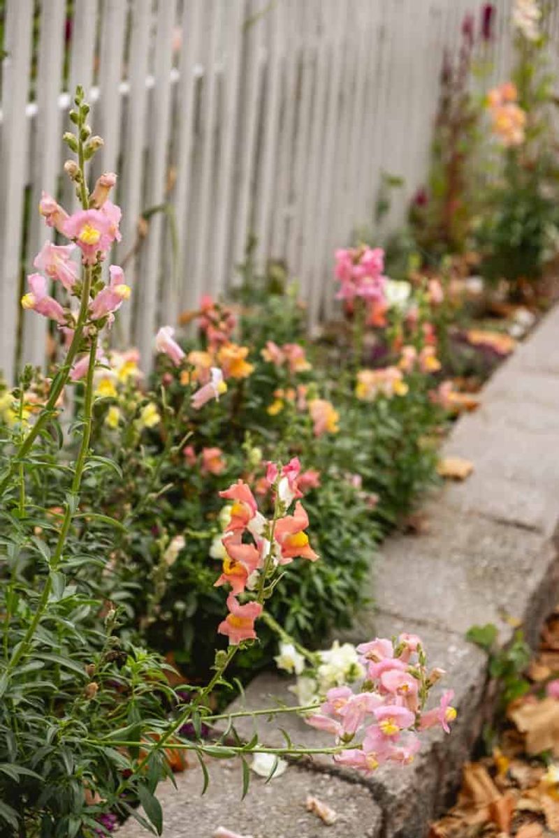 Snapdragons and Sweet Alyssum