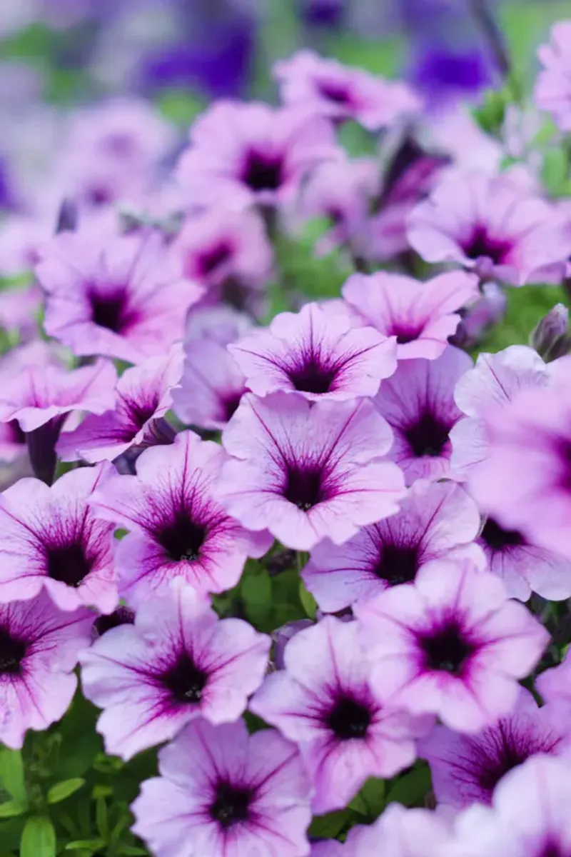 Petunias