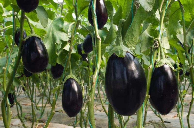 Eggplants