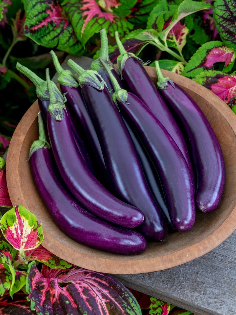 Eggplant