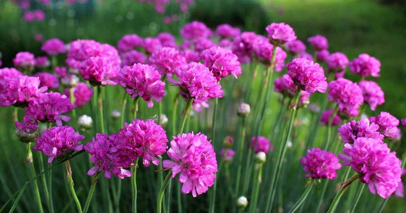 Sea Thrift