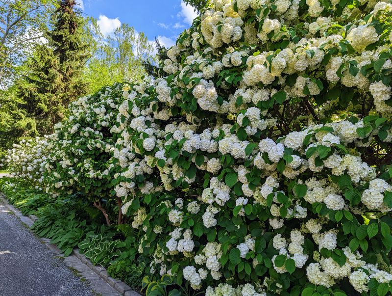 Viburnum's Versatile Charm