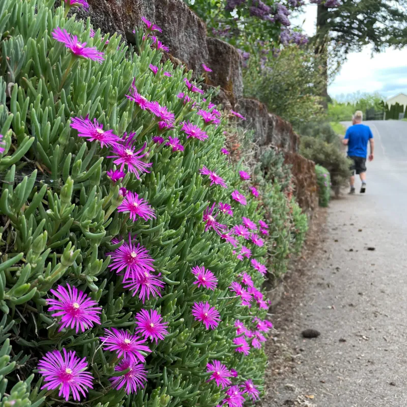 Ice Plant (Delosperma)