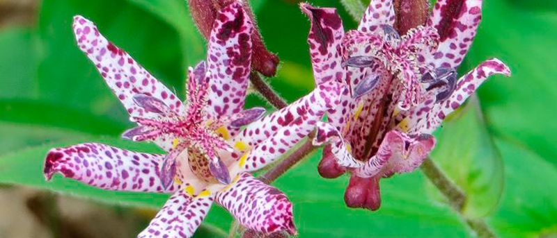 Tricyrtis