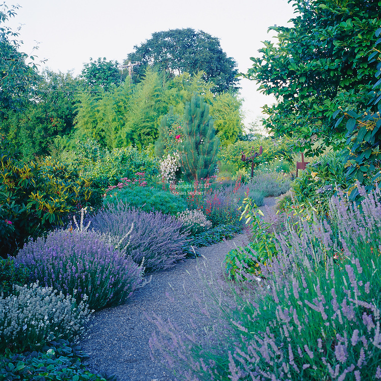 Lavender (Lavandula)