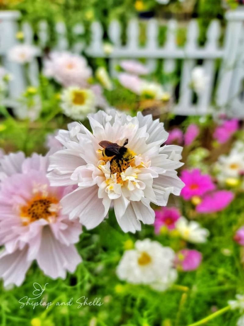 Improved Pollination (Even for Carrots!)