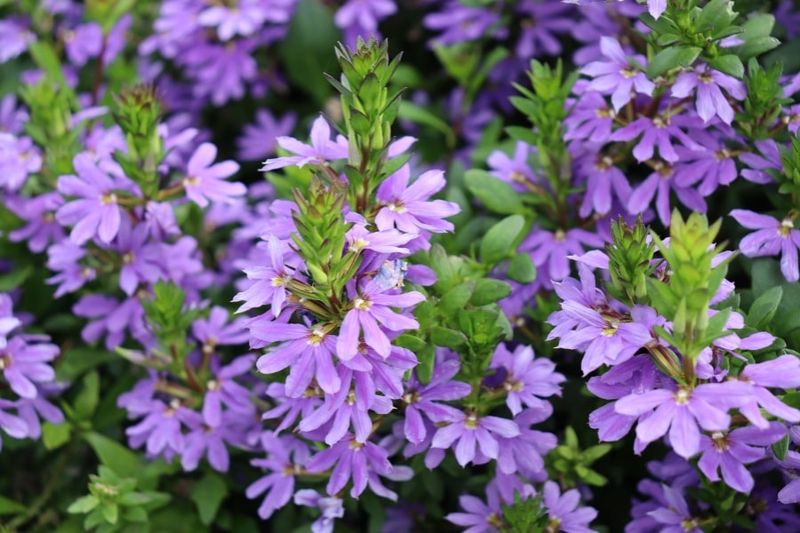 Scaevola (Fan Flower) 🌸