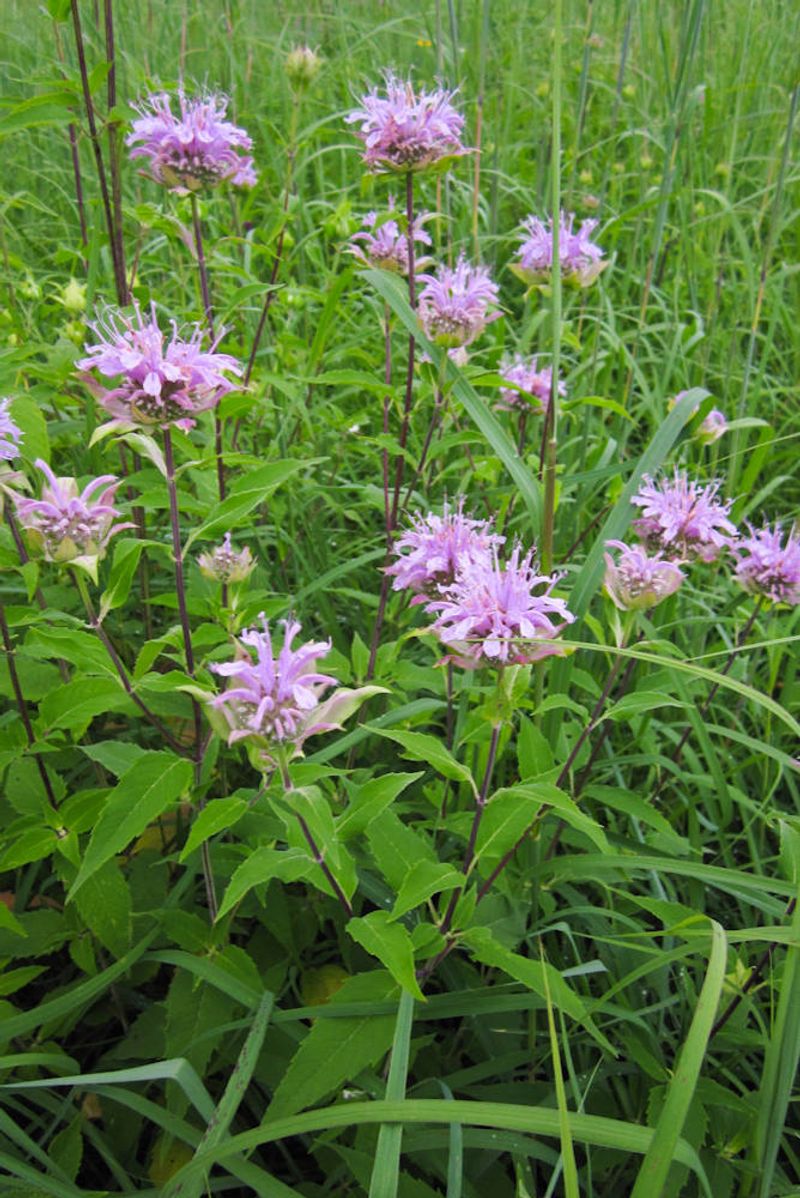 Wild Bergamot (Monarda fistulosa)