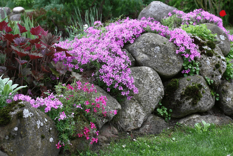 Creeping Phlox
