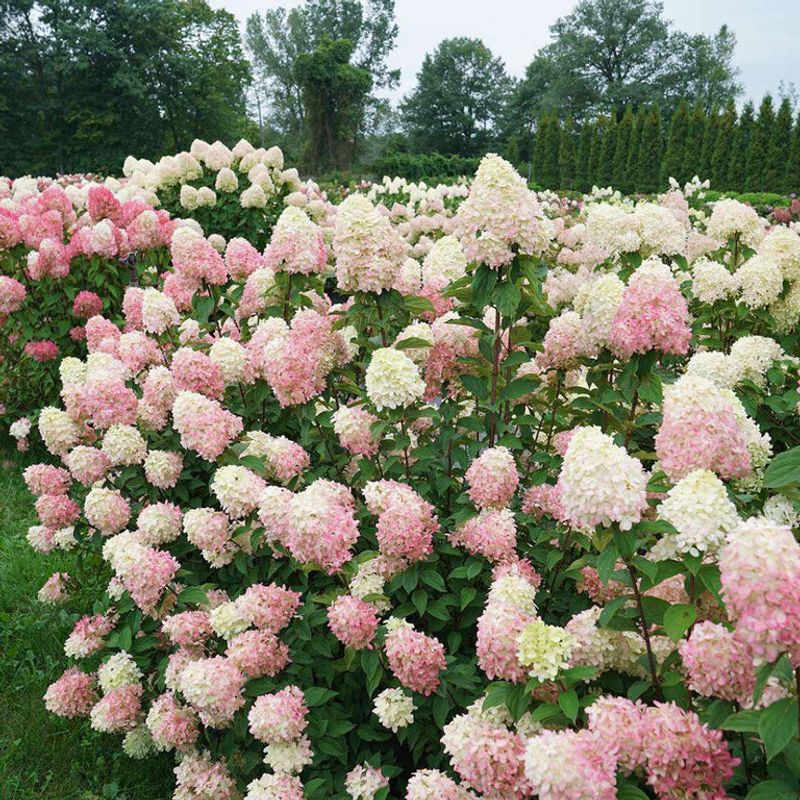 Panicle Hydrangea (Hydrangea paniculata)