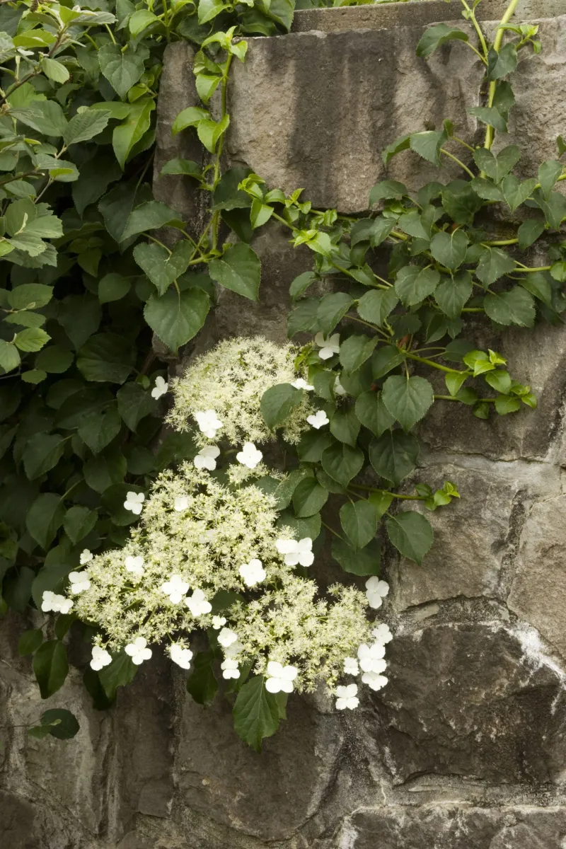Climbing Hydrangea