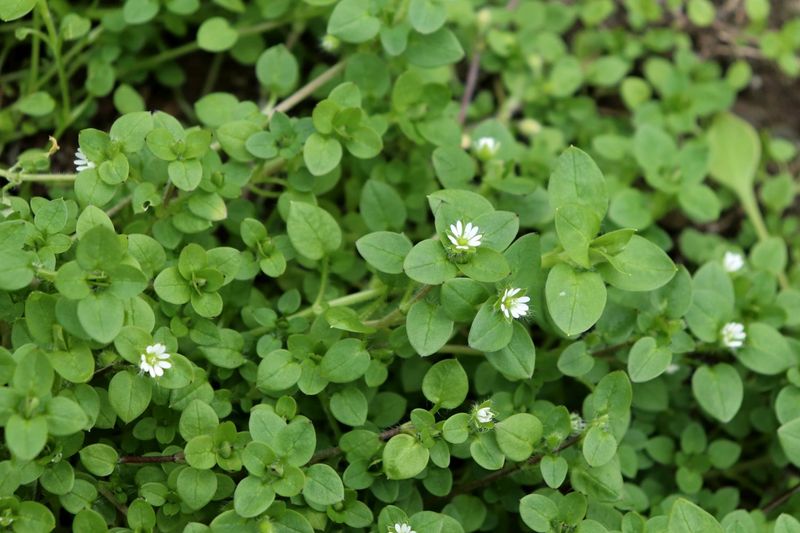 Chickweed's Subtle Charm