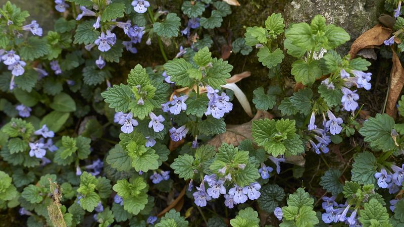 Ground Ivy
