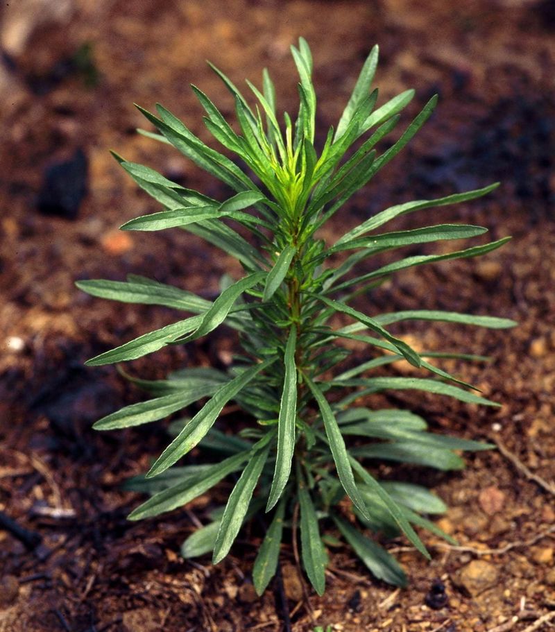 Horseweed (Conyza canadensis)