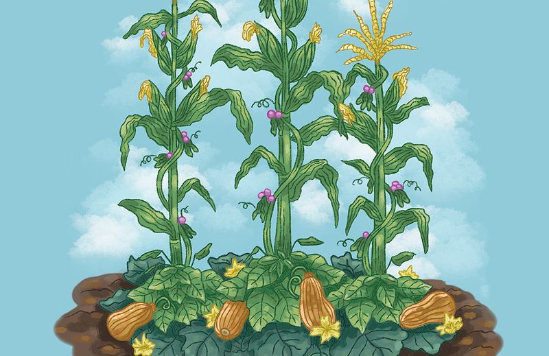 Three Sisters Planting