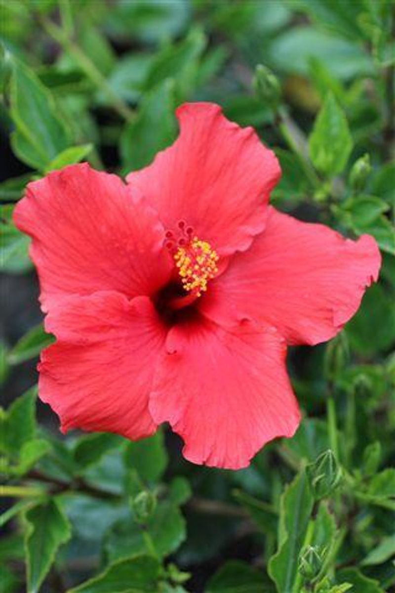 Hibiscus Rosa-Sinensis