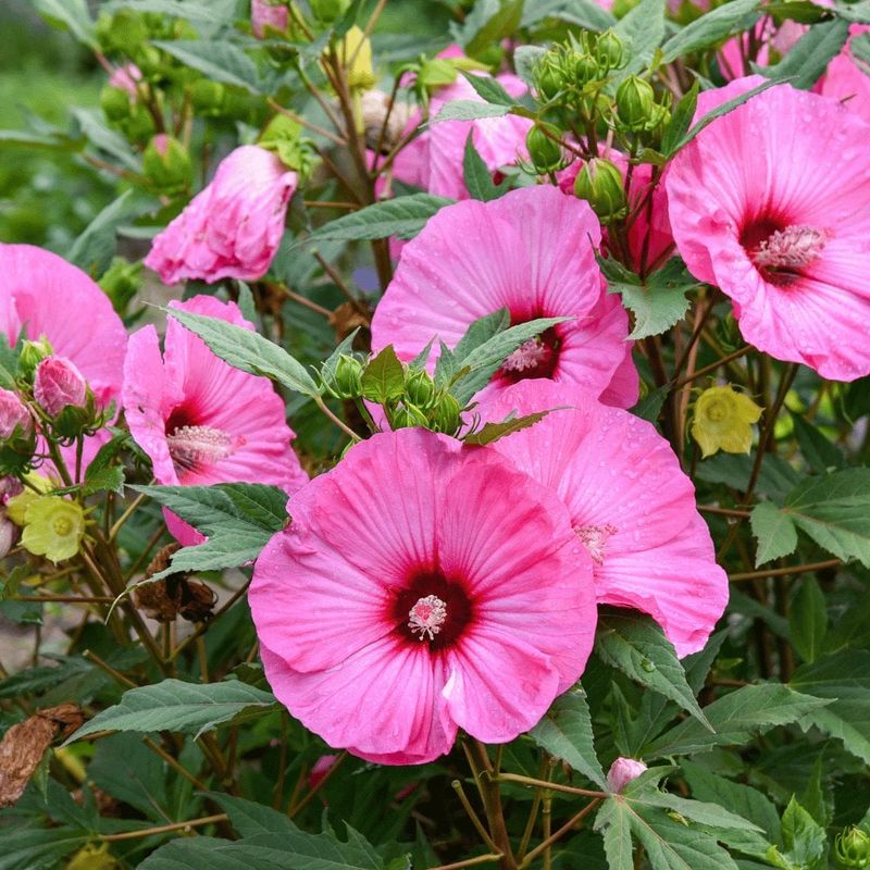 Hardy Hibiscus