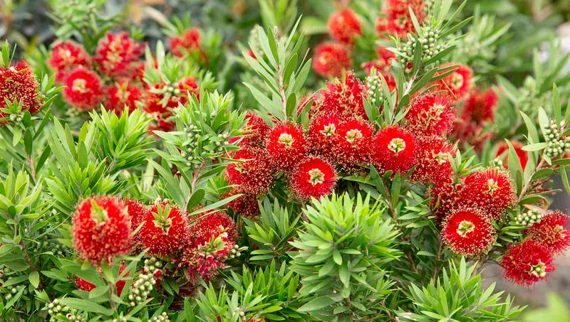 Bottlebrush (Callistemon)