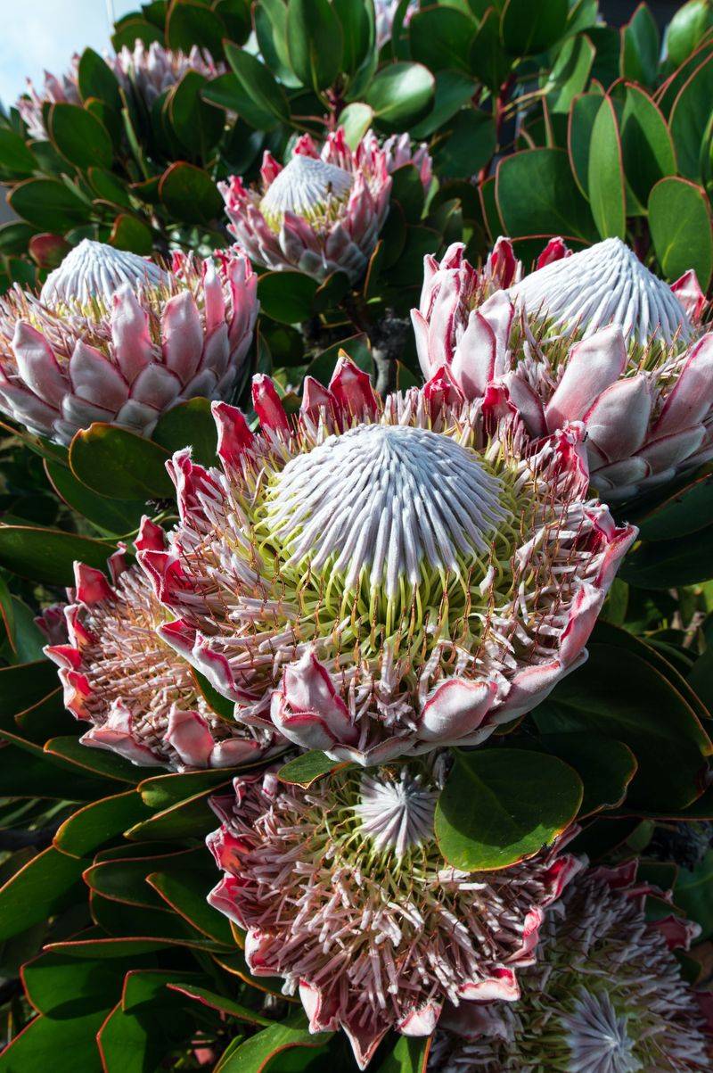 Protea