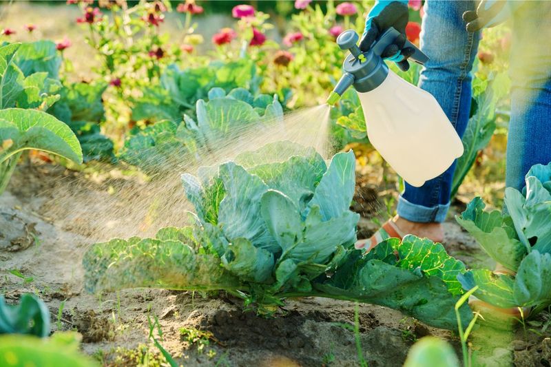 Bacillus thuringiensis (Bt)