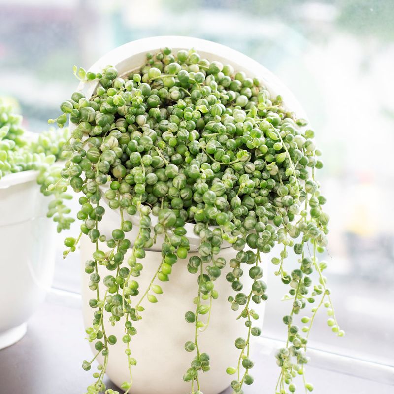 String of Pearls (Senecio rowleyanus)