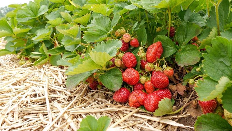 Straw Mulch Isn’t Just Tradition