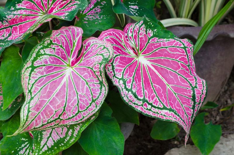 Caladium