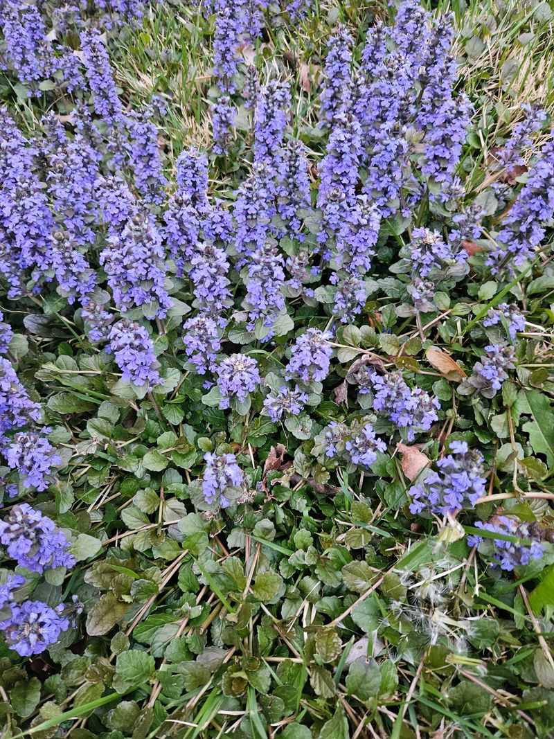 Ajuga (Ajuga reptans)