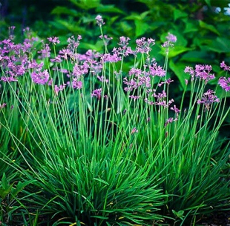 Society Garlic (Tulbaghia violacea)