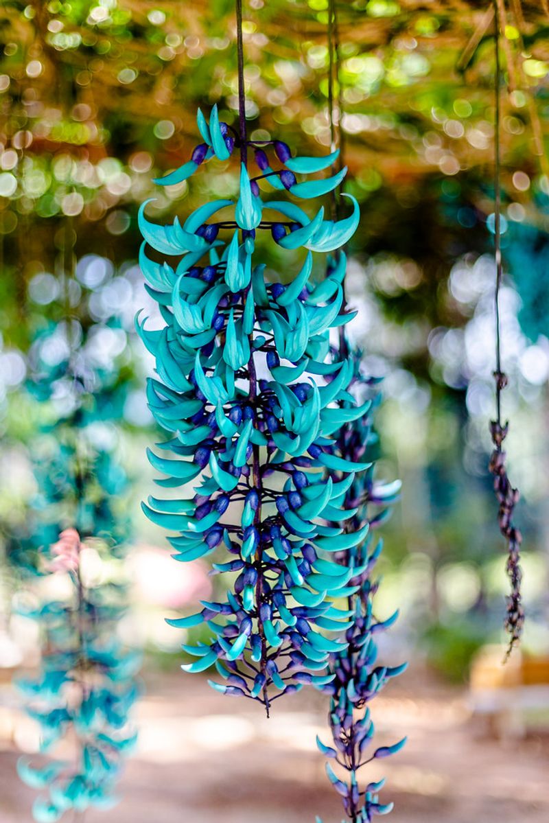 Jade Vine