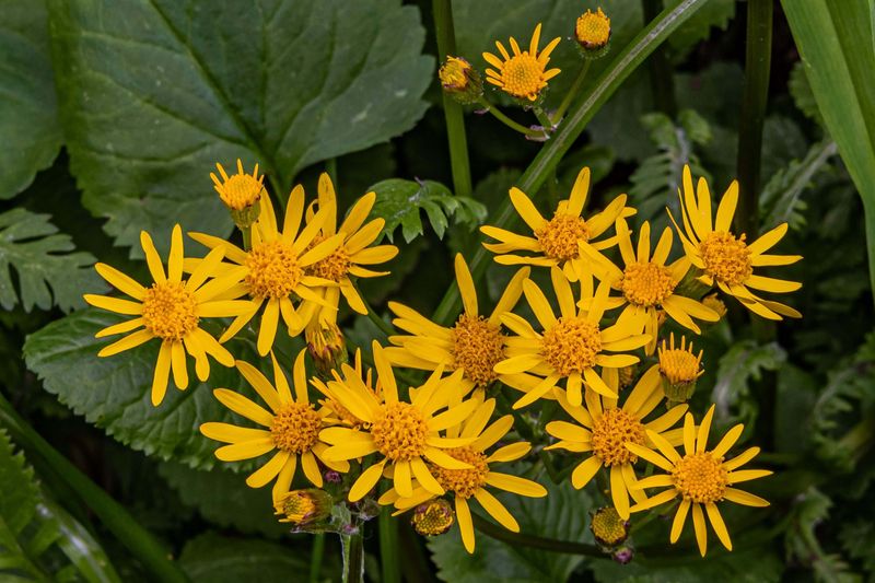Golden Ragwort (Packera aurea)