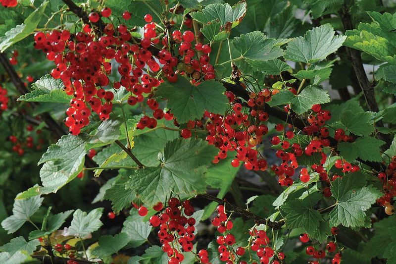 Red Currant