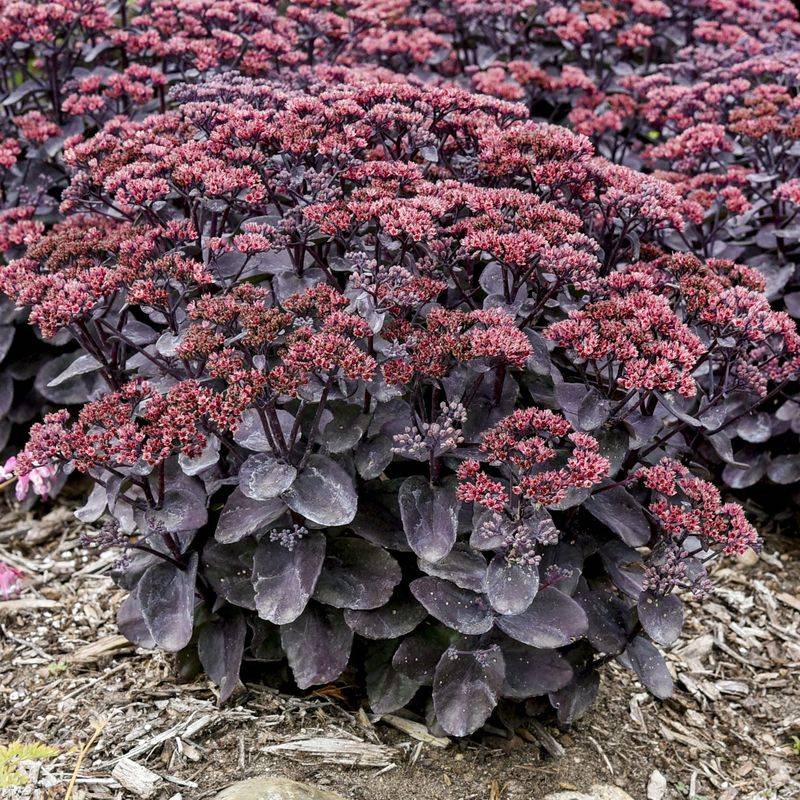 Sedum