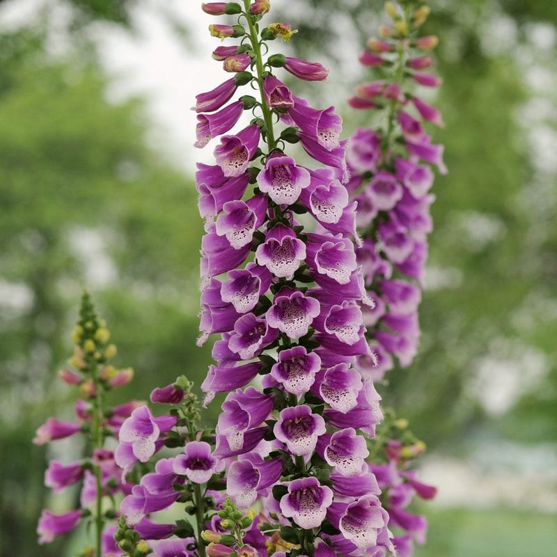 Foxglove 'Dalmatian Purple'