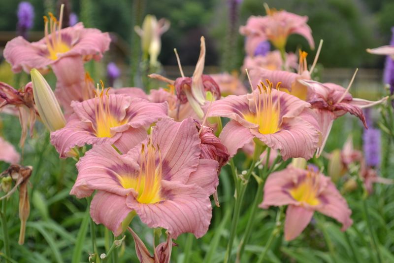 Daylily