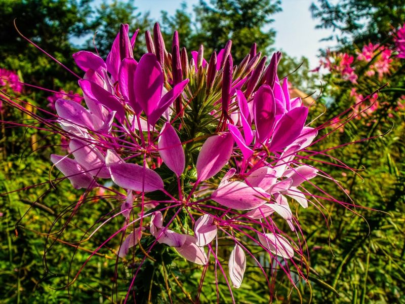 Cleome