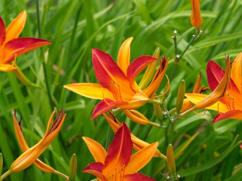 Daylilies (Hemerocallis spp.)