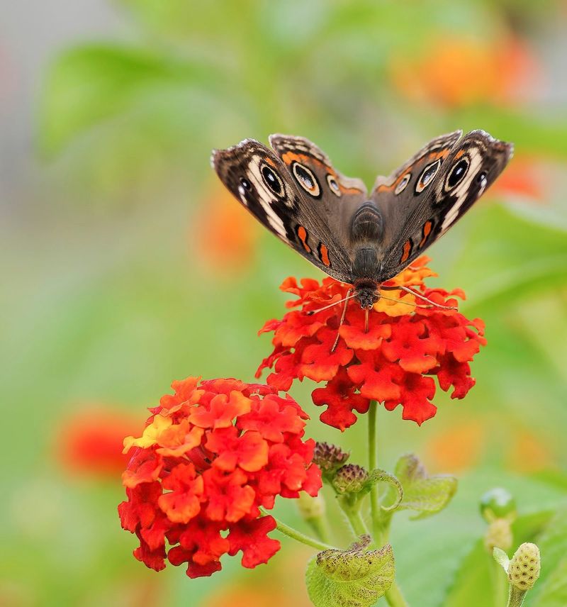 Lantana (Lantana camara)