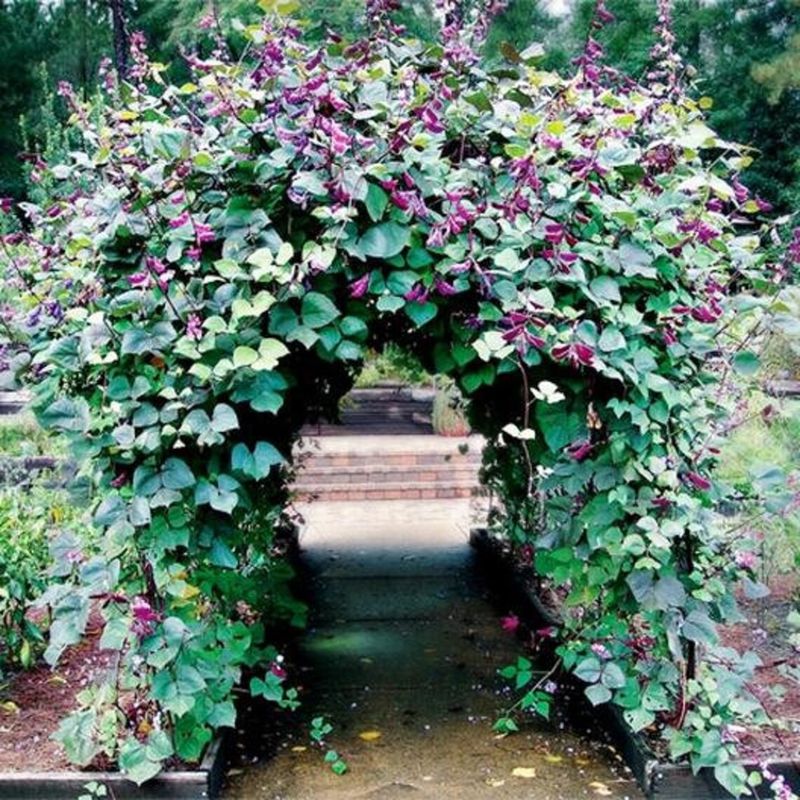 Hyacinth Bean Vine (Lablab purpureus)