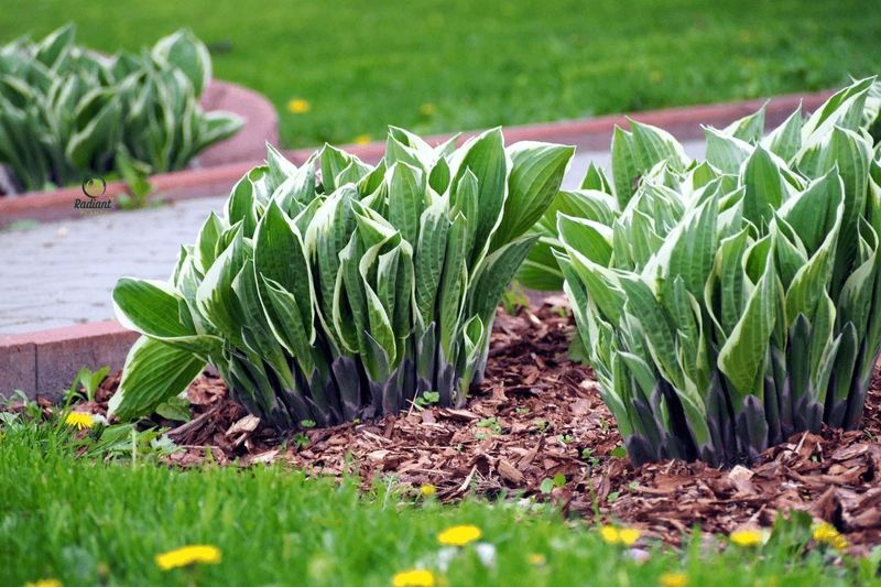 Hostas (Hosta spp.)