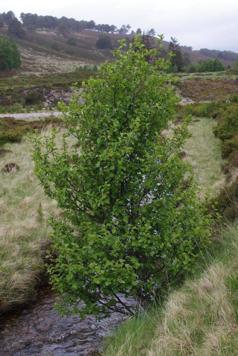 Alder (Alnus spp.)