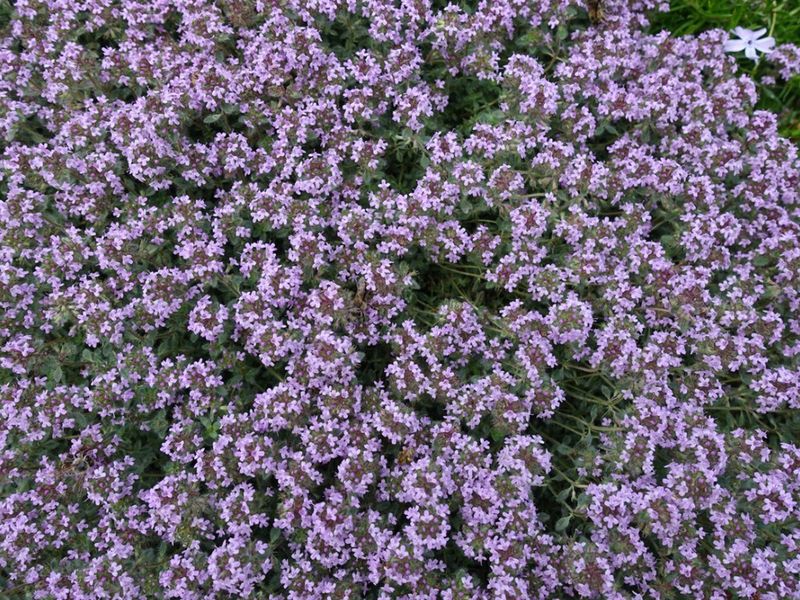 Woolly Thyme