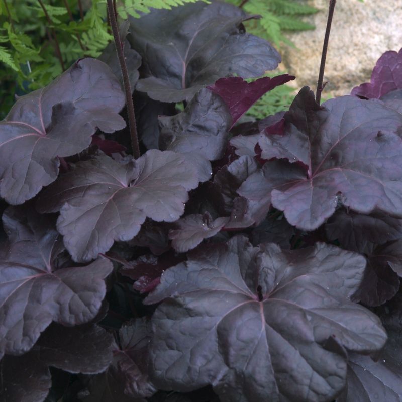 Heuchera ‘Obsidian’ (Coral Bells)