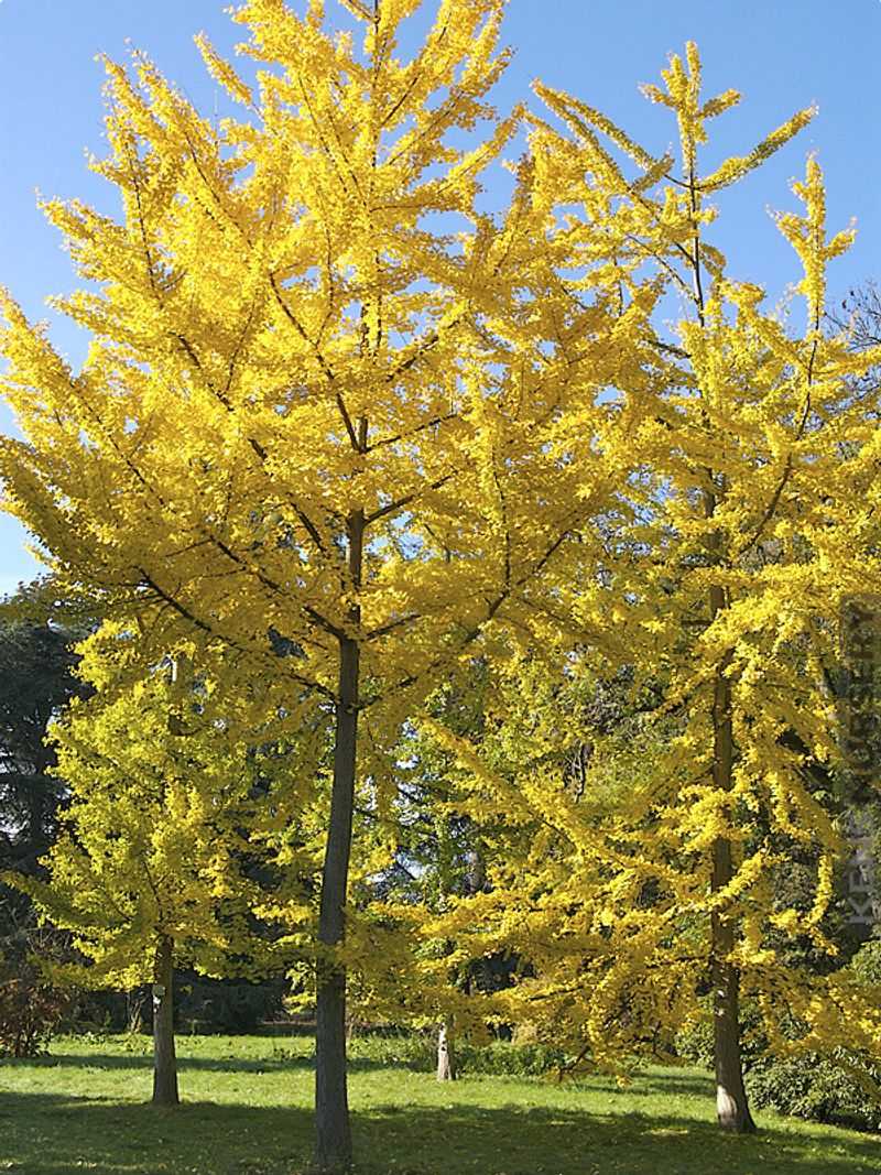 Ginkgo Biloba