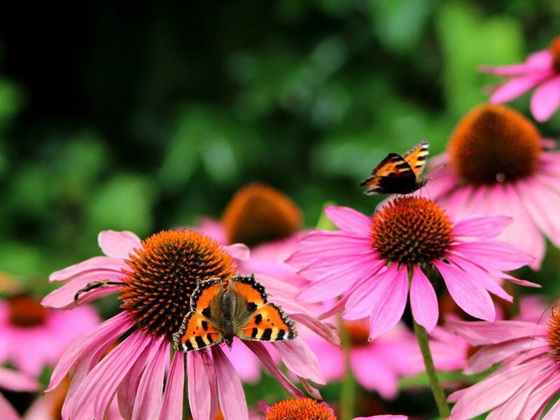 Coneflower