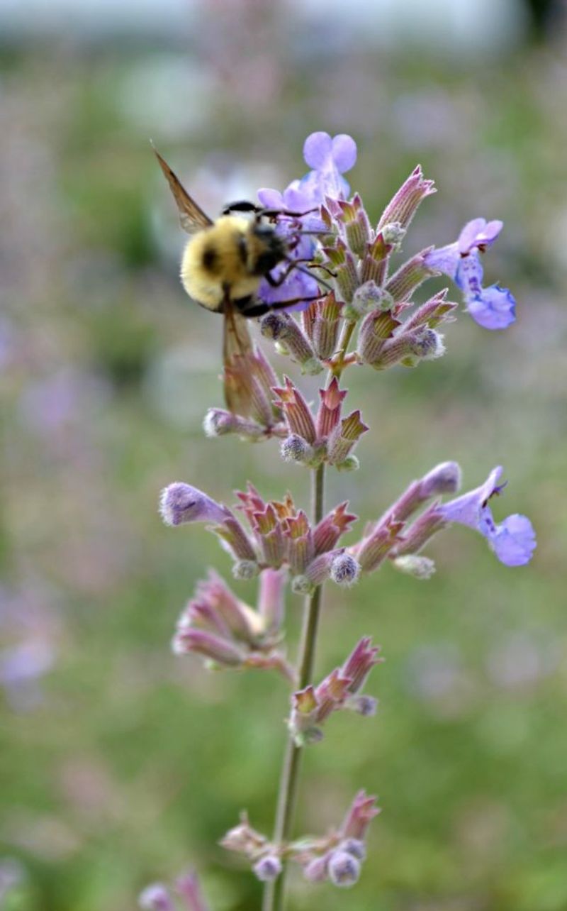 Catmint (Nepeta spp.)