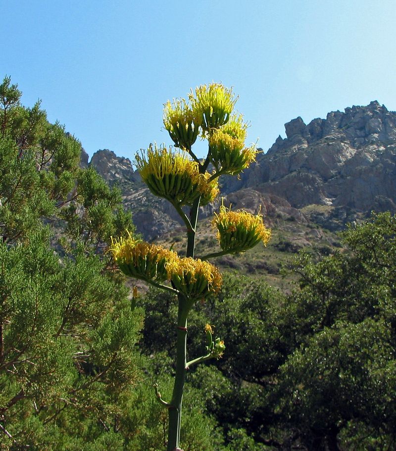 Agave (Agave spp.)
