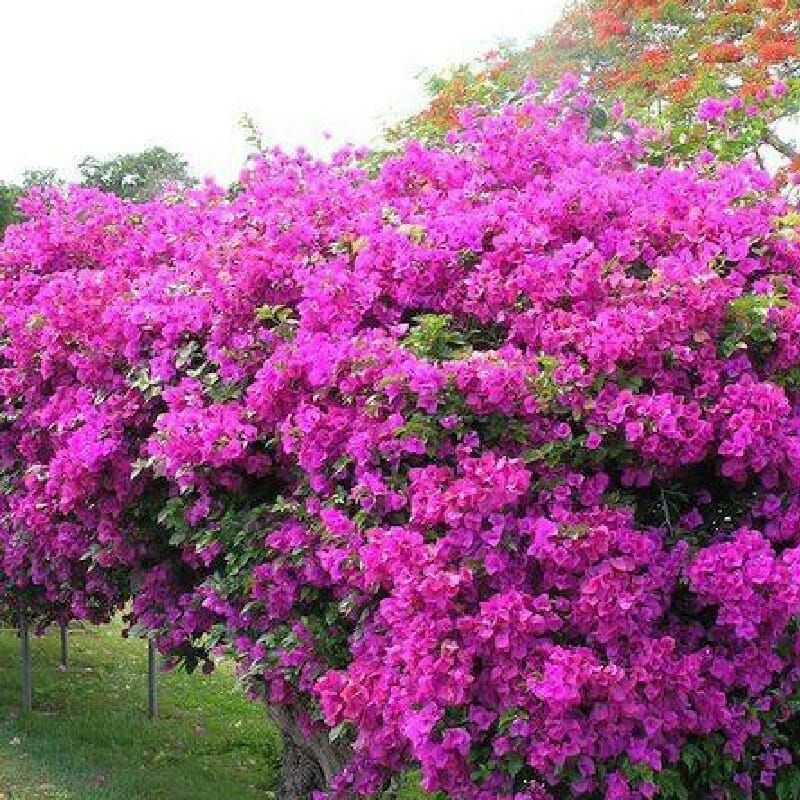 Bougainvillea